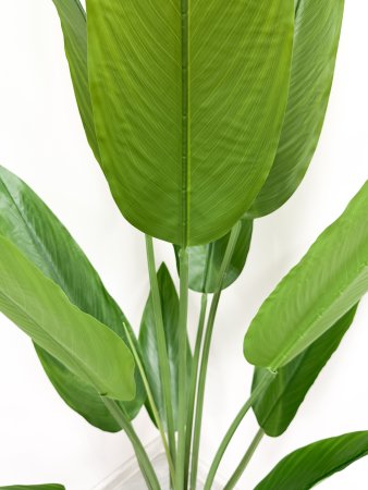 Стрелиция Королевская 160 см БЕЗ КАШПО