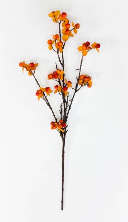 Морошка оранжево-красная