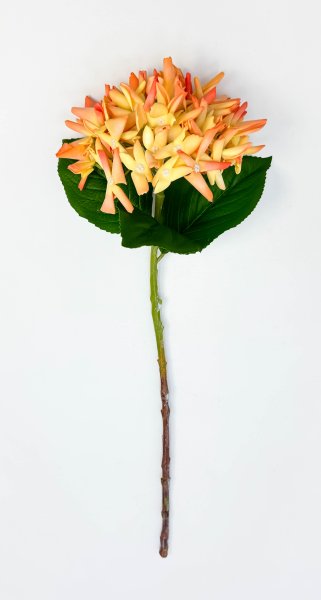 Гортензия "Кружевной шёлк" светло-оранжевая