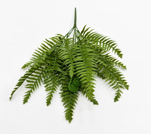 картинка Папоротник "Бостонский" 18 листов от магазина KALINA
