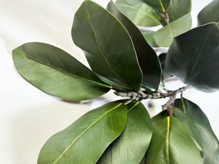 картинка Ветка магнолии "Лето" 17 листов от магазина KALINA