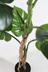 Куст монстеры крупнолистной 150 см