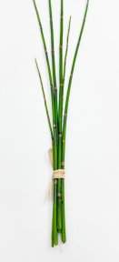 картинка Хвощ зимующий от магазина KALINA