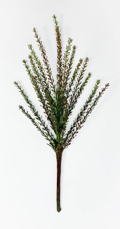 картинка Вереск "Эрика" осень от магазина KALINA