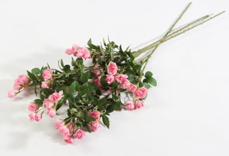 Кустовая роза светло-розовая