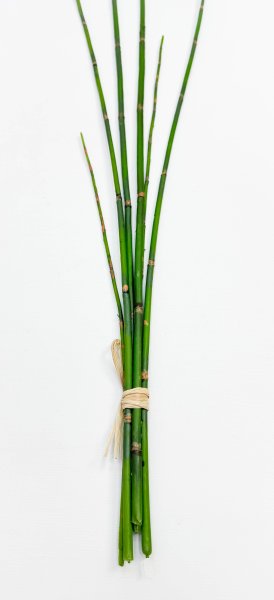 картинка Хвощ зимующий от магазина KALINA