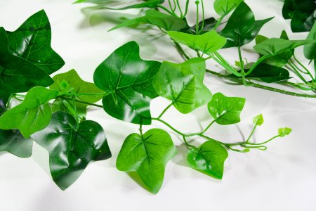 картинка Лиана с листом плюща от магазина KALINA