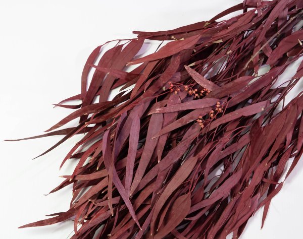 Эвкалипт Николи 2