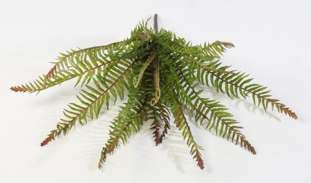 картинка Нефролепис мечевидный средний от магазина KALINA