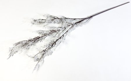 Аспарагус декоративный белый