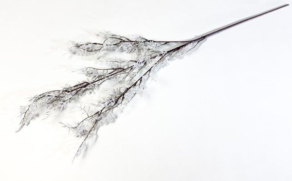 Аспарагус декоративный белый