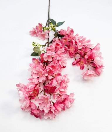 Сакура мелкопильчатая розовая