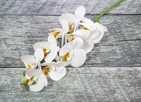 Ветка орхидеи 11 от магазина KALINA являющийся официальным дистрибьютором в России 
