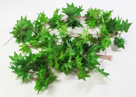 картинка Лиана клена восточного от магазина KALINA