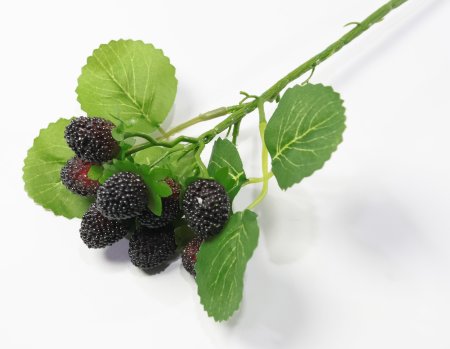 Ветка ежевики 2