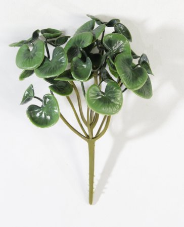 картинка Пеперомия от магазина KALINA