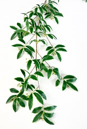 картинка Хойя лиана от магазина KALINA