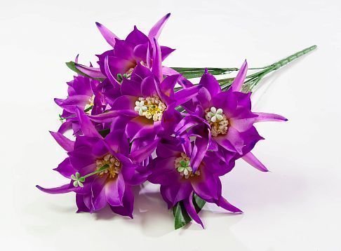 Эпифиллюм 7 цветков от магазина KALINA являющийся официальным дистрибьютором в России 