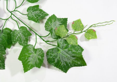 картинка Лист винограда 2 от магазина KALINA