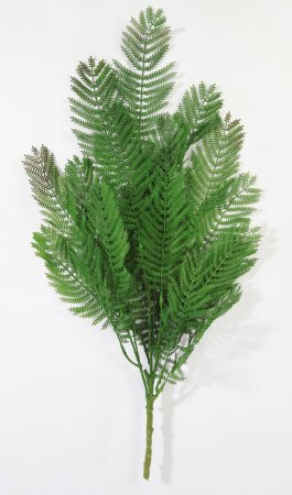 картинка Осмунда Азиатская большая от магазина KALINA