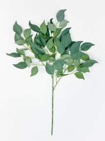 картинка Ветка фикуса "Шёпот лепестков" светло-зеленый от магазина KALINA