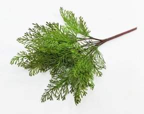 картинка Туя Зебрина светлая от магазина KALINA