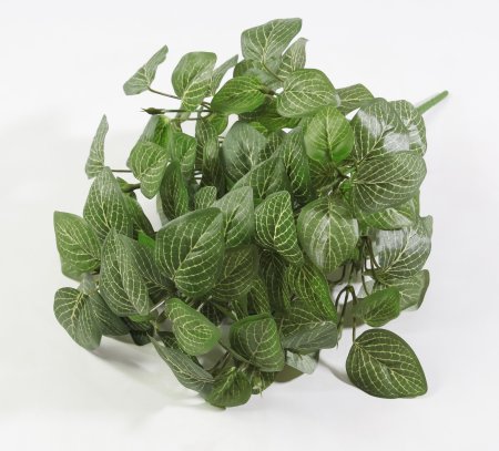 картинка Фиттония 14 веток от магазина KALINA