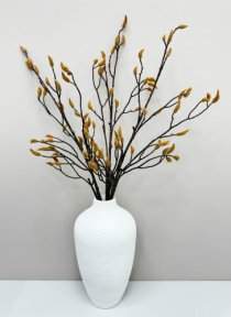 Ветка магнолии с почками