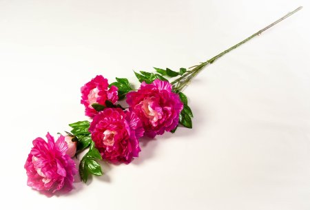 Ветка пиона 4 цветка 1 бутон