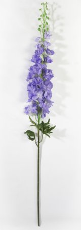 Ветка дельфиниума лавандовая