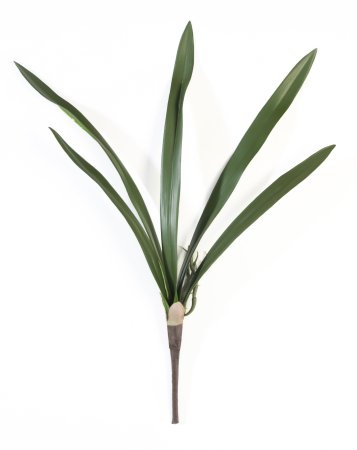 картинка Лист Цимбидиума от магазина KALINA