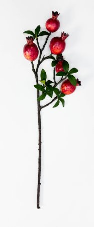 Ветка граната 5 плодов