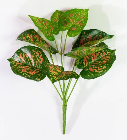 картинка Гипоэстес от магазина KALINA