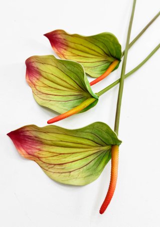 Антуриум зеленый