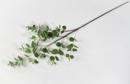 картинка Ветка Эвкалипт от магазина KALINA