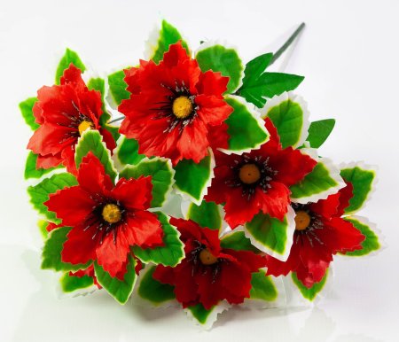 Георгин с белой каймой 7 цветков