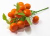 Веточка мандарина