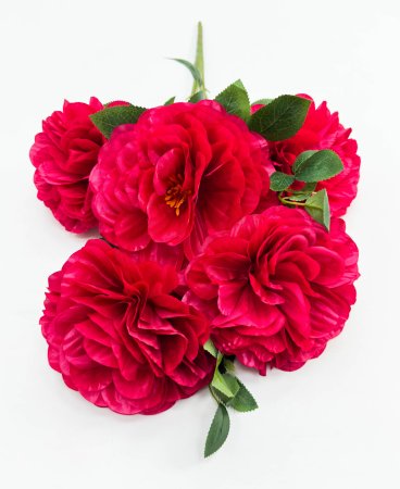 георгин "Апатит" 5 цветков