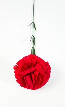 Гвоздика Рэд одиночная