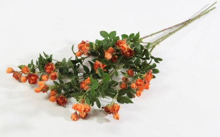 Кустовая роза оранжевая