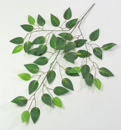 картинка Лист фикуса "Рафаэлла" от магазина KALINA