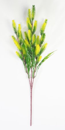 Ветка желтого Щитинника