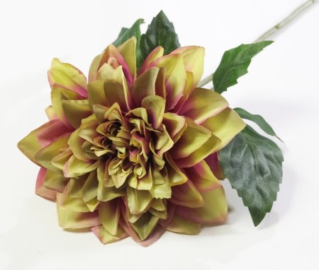 Соцветие георгина