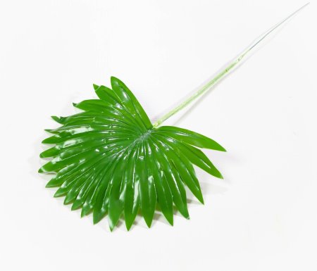 картинка Лист вашингтонии 1 от магазина KALINA