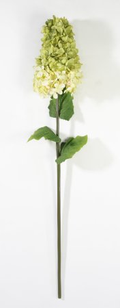 Гортензия метельчатая желтая