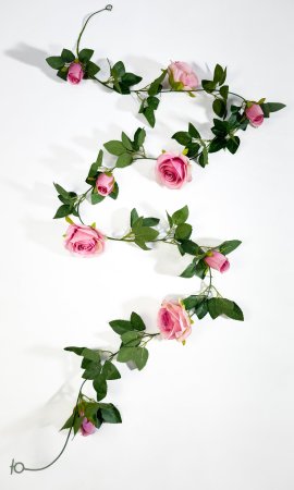 Лиана роза крупная