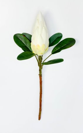 Протея "Королевская белая" 