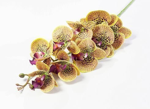 Ветка орхидеи 2 от магазина KALINA являющийся официальным дистрибьютором в России 