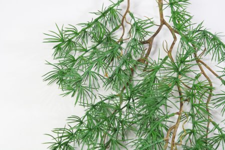 картинка Ветка можжевельника от магазина KALINA