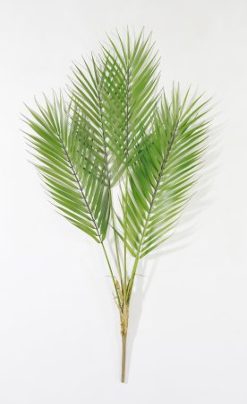 картинка Ветка бамбуковой пальмы 5 листов от магазина KALINA